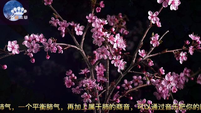 音药|经典名曲《春江花月夜》,清脆婉转,养肺强身.