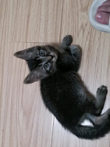 【萝卜菌】黑色小狸花 | 盘古第二次拉稀闹肚子