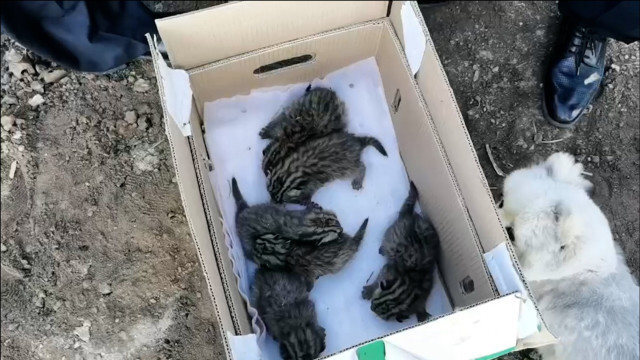 村民清理秸秆发现6只豹猫幼崽,警方:国家二级保护动物,很罕见