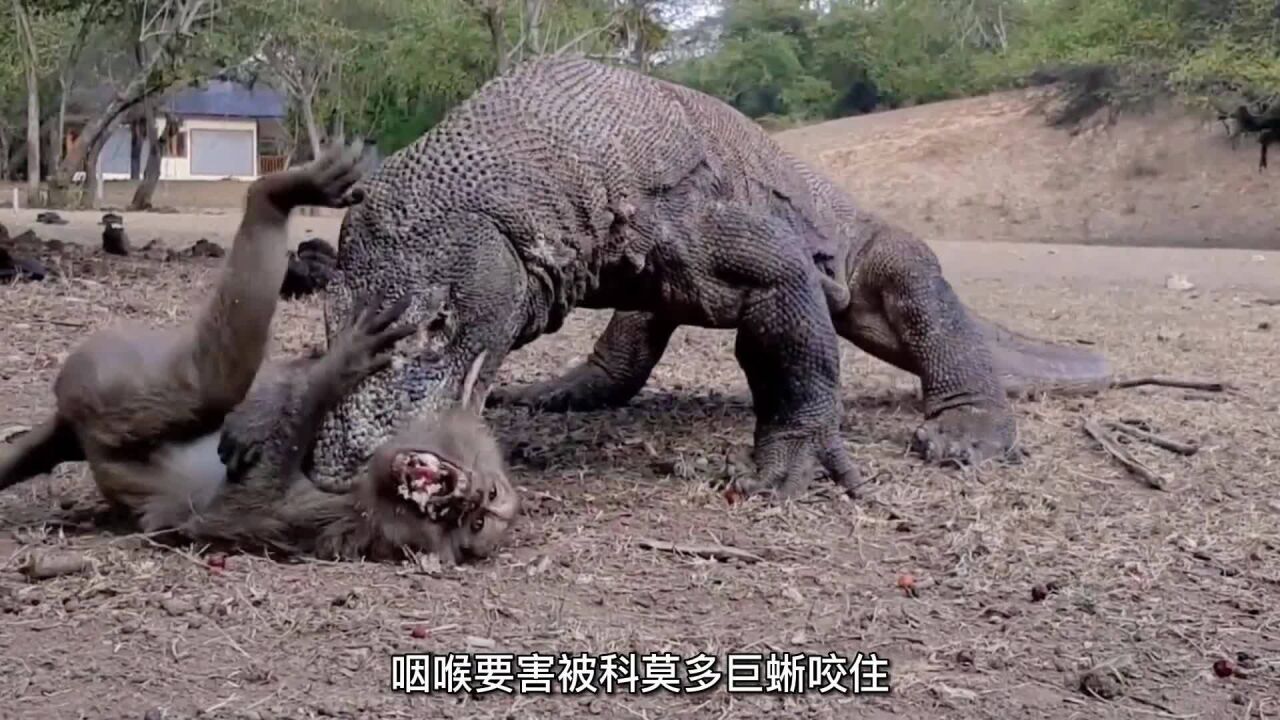 科莫多巨蜥生吃猴子,猴子疼的嘎嘎乱叫,最终还是被囫囵吞下肚