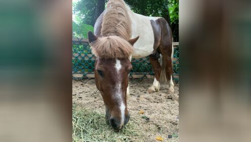 视频广州蘑菇头小龙马走红保育员揭秘发型由来