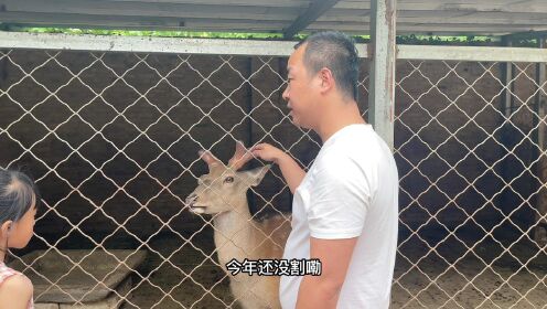 陕西新农人的创业路，饲养梅花鹿，也可以慢慢做成稀有产业