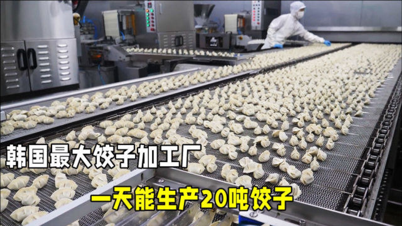 韩国饺子加工厂,1分钟包50个水饺,每天可生产20吨,效率真高