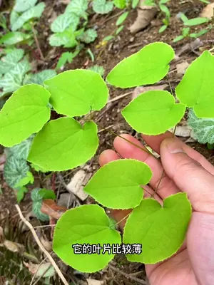 秦岭神奇的植物三枝九叶草,据说是牧羊人发现了它,羊在使用后一日百遍