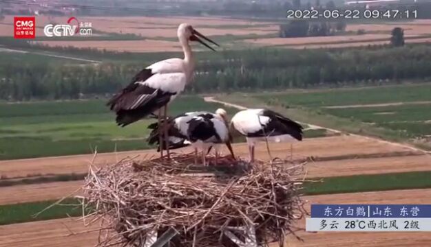 生物多样性保护|央视网慢直播:山东东营东方白鹳