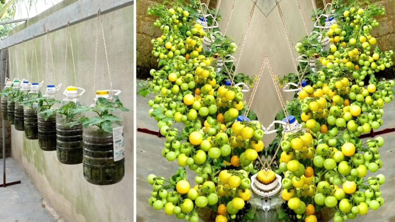 自制吊篮种植小番茄全过程