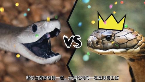 黑曼巴大战眼镜王蛇 世界上最危险的毒蛇VS万蛇之王