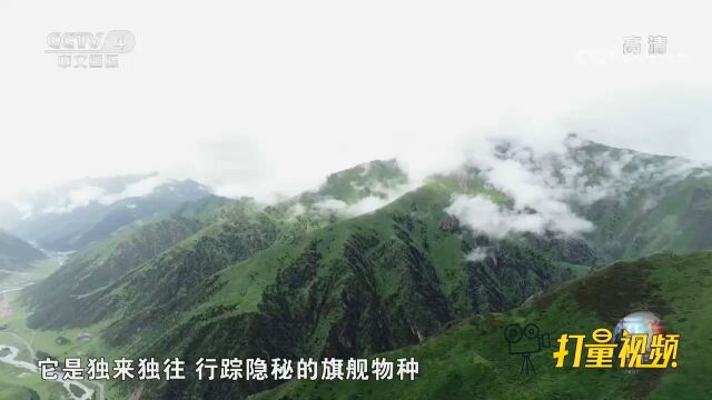 位于青海省玉树藏族自治州的杂多县被称为“雪豹之乡”