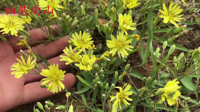 败酱草别名"苦菜",一种珍贵的野菜,认识的人不多