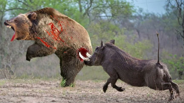 太神奇了……凶猛的野猪妈妈为了保护她的宝宝冲向熊!