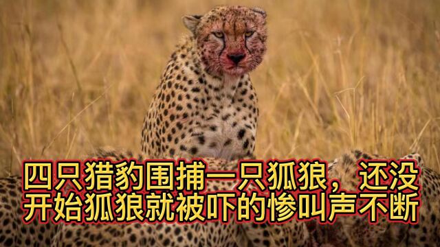 四只猎豹围捕一只狐狼,还没开始狐狼就被吓的惨叫声不断