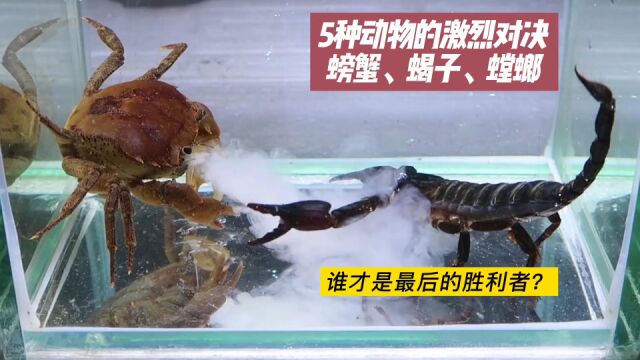 生物之间精彩对决,螃蟹、蝎子、螳螂等,谁最厉害?