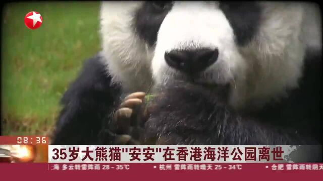 35岁大熊猫“安安”在香港海洋公园离世