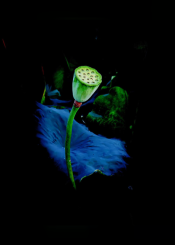 一花一世界,一木一浮生,一草一天堂,一叶一如来,一砂一极乐,一方一