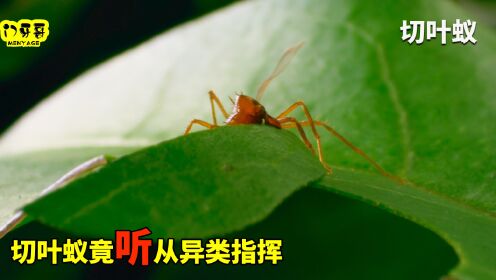 它既不是动物也不是植物，却能遥控蚂蚁，听命于它
