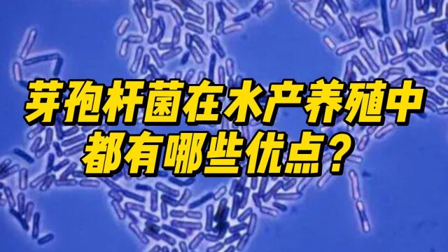 芽孢杆菌在水产养殖中都有哪些优点?