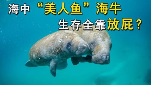 海中美人鱼海牛能漂浮在水面上竟然全靠放屁