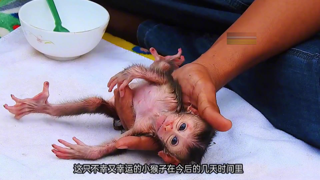 刚出生的小猴子被遗弃,小伙充当奶爸细心呵护,母猴举动令人心寒