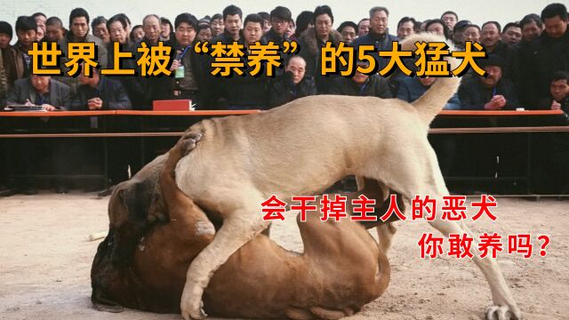 世界上被“禁养”的5大猛犬,会干掉主人的恶犬,你敢养吗?