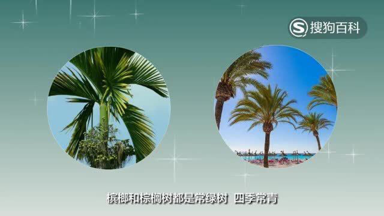 槟榔 棕榈科槟榔属植物 搜狗百科