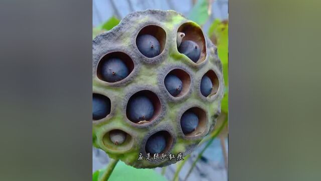 魅力中草药每日一药之莲子,全景展示药材从田间到药房的生命历程!药为医之魂,药材好、药才好! 别名:莲肉、莲实、莲米、水之丹.