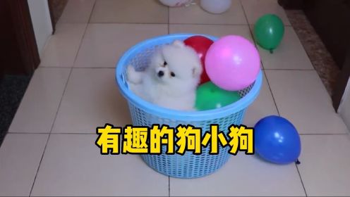 可爱博美犬小狗和气球_有趣的小狗狗