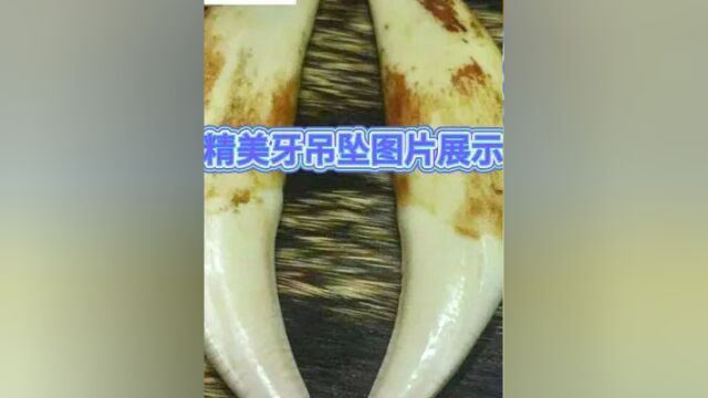 野性牙吊坠图片展示#文玩 #收藏爱好者 #盘它