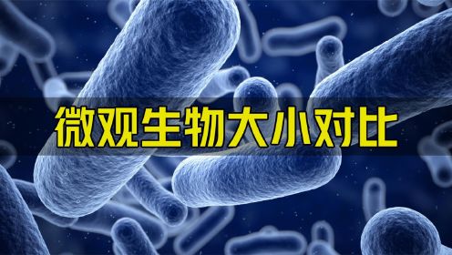 微观生物大小对比