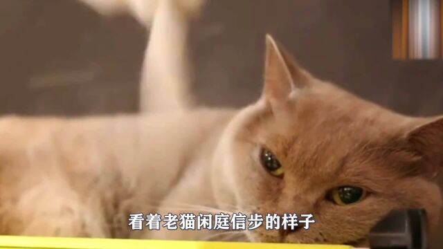 这就是嫩猫与老猫的差别!相差大约12岁,一看就知道谁是爷猫!