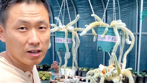 可乐刚哥2022-07-31 22:32:06分享012:06全村最大的铁笼:两人合力拖出