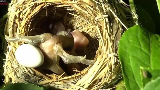 刚孵化的杜鹃就会推蛋,骨子里就是个大坏蛋啊