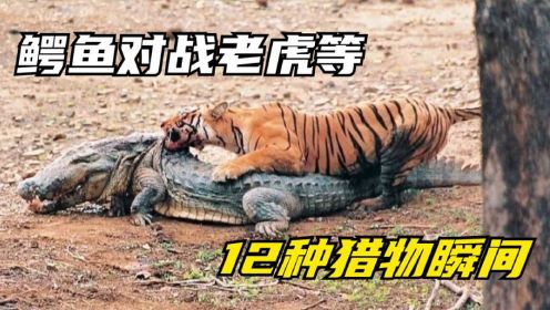 你见过鳄鱼与豹子以及老虎的大战吗?鳄鱼攻击12种猎物的瞬间！
