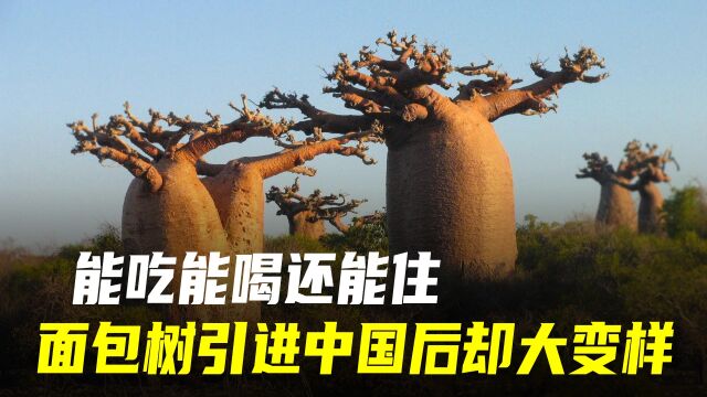 能活5000年的非洲圣树,能吃能喝还能住,为什么中国无人敢种?