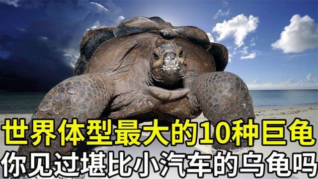 10种体型最大的巨龟,最大的堪比小汽车,乌龟真的能活上万年吗?