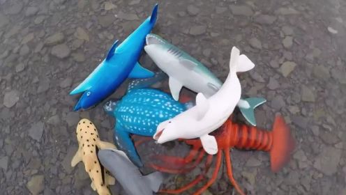 儿童启蒙早教系列：学习9种海洋动物的名字