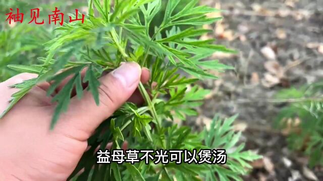 今天带大家认识真正的“益母草”,原来价值这么好,挖些回家