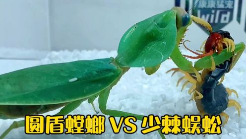 圆盾螳螂和蜈蚣的生死之战！圆盾螳螂vs少棘蜈蚣
