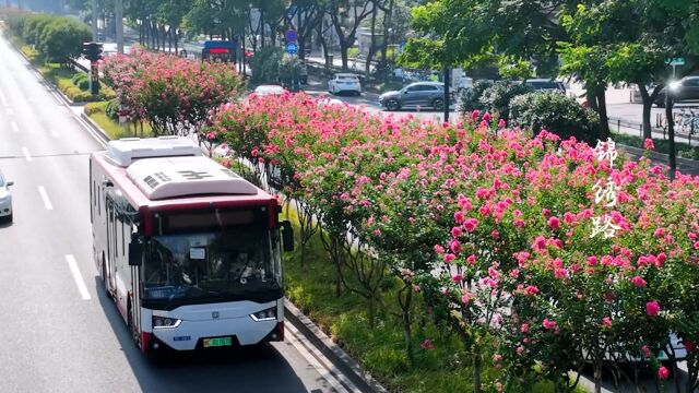 紫微花 开满城