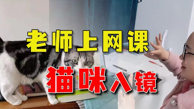 因为上网课时宠物猫入镜5次,广州一名美术老师被公司开除了