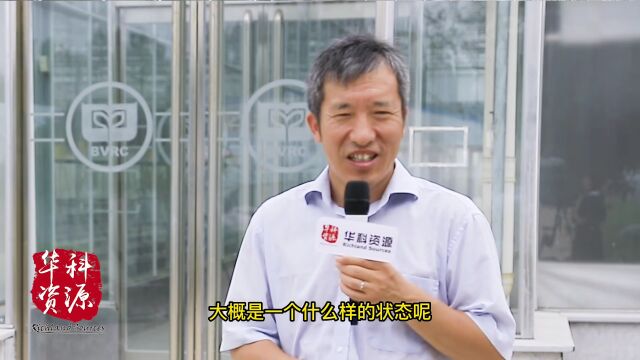 【慧客室】番茄国货优品:口感好!抗病毒病!好种!利润高!