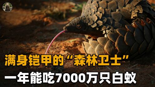 [图]在地球生活5000万年，身披重甲的穿山甲，除了人类没有天敌