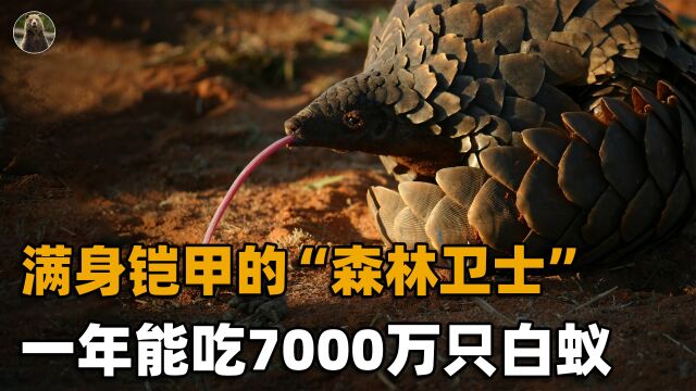 在地球生活5000万年,身披重甲的穿山甲,除了人类没有天敌