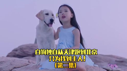 白狗独自从天津跑到北京，与女孩相见的那一刻，我哭了！（第二集）