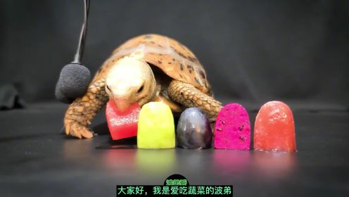 见过爱吃蔬菜的乌龟吗？听过乌龟进食的声音吗？