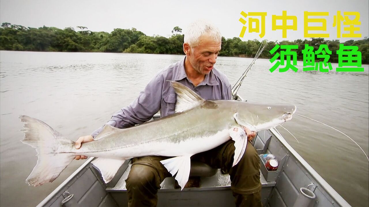 河中巨怪须鲶鱼,一口吞下成年人半个身子,嘴里寄生更厉害吸血怪_腾讯