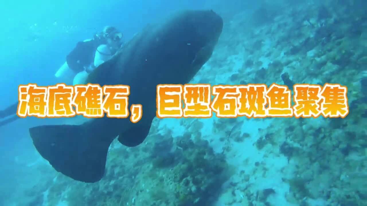 海底礁石，巨型石斑鱼聚集！