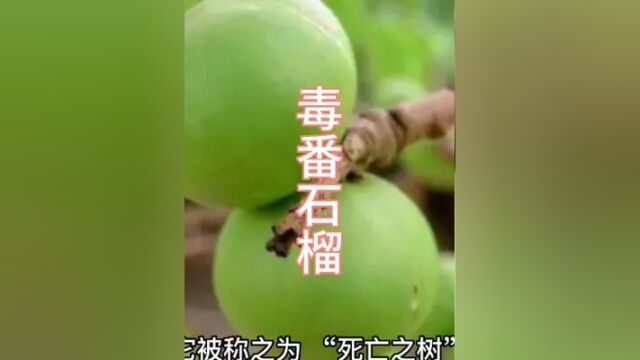 巨毒之树逐个数【一】,躲在它树下避雨都要中招#科普一下 #世界之最 #毒物 #植物科普