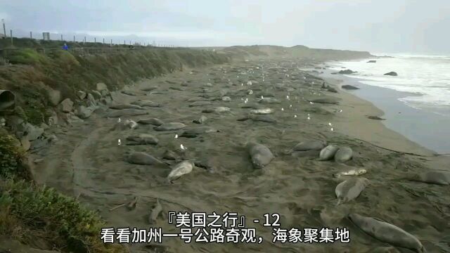 『美国之行』 12,看看加州一号公路奇观,海象聚集地