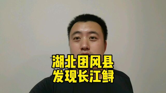 湖北团风县发现长江鲟