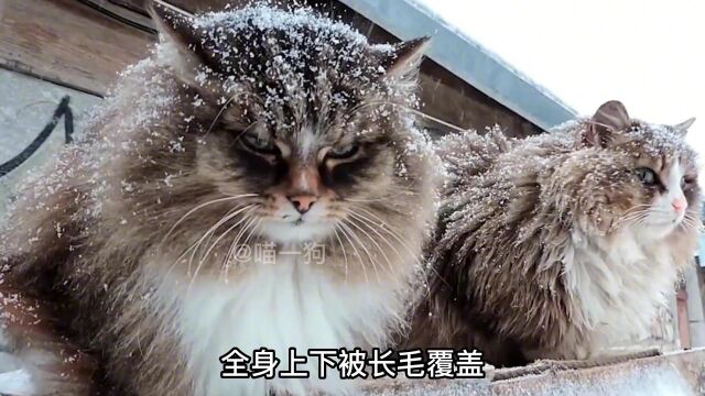 战斗民族的猫都不一般强悍,西伯利亚森林猫!